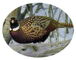Planting for Pheasant